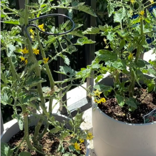 Container tomato plants